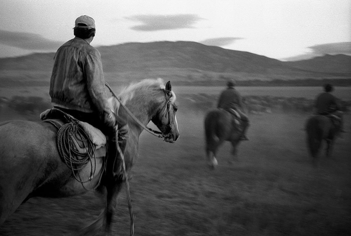 Gabino Diaz herding cattle in Patagonia.